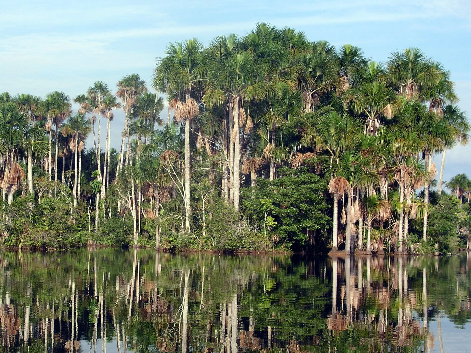Forest reflected in the calm water of Sandoval Lake in the Peruvian Amazon.