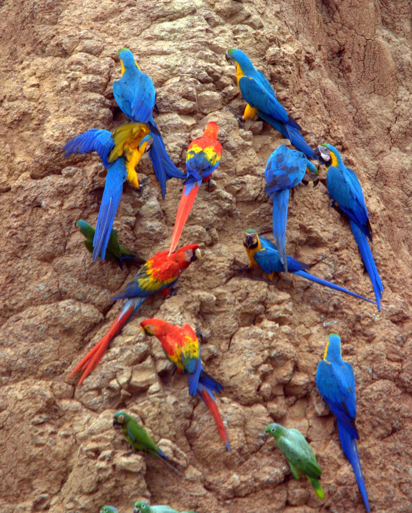 Macaws and parrots gathering at a clay lick in Tambopata, Peru.