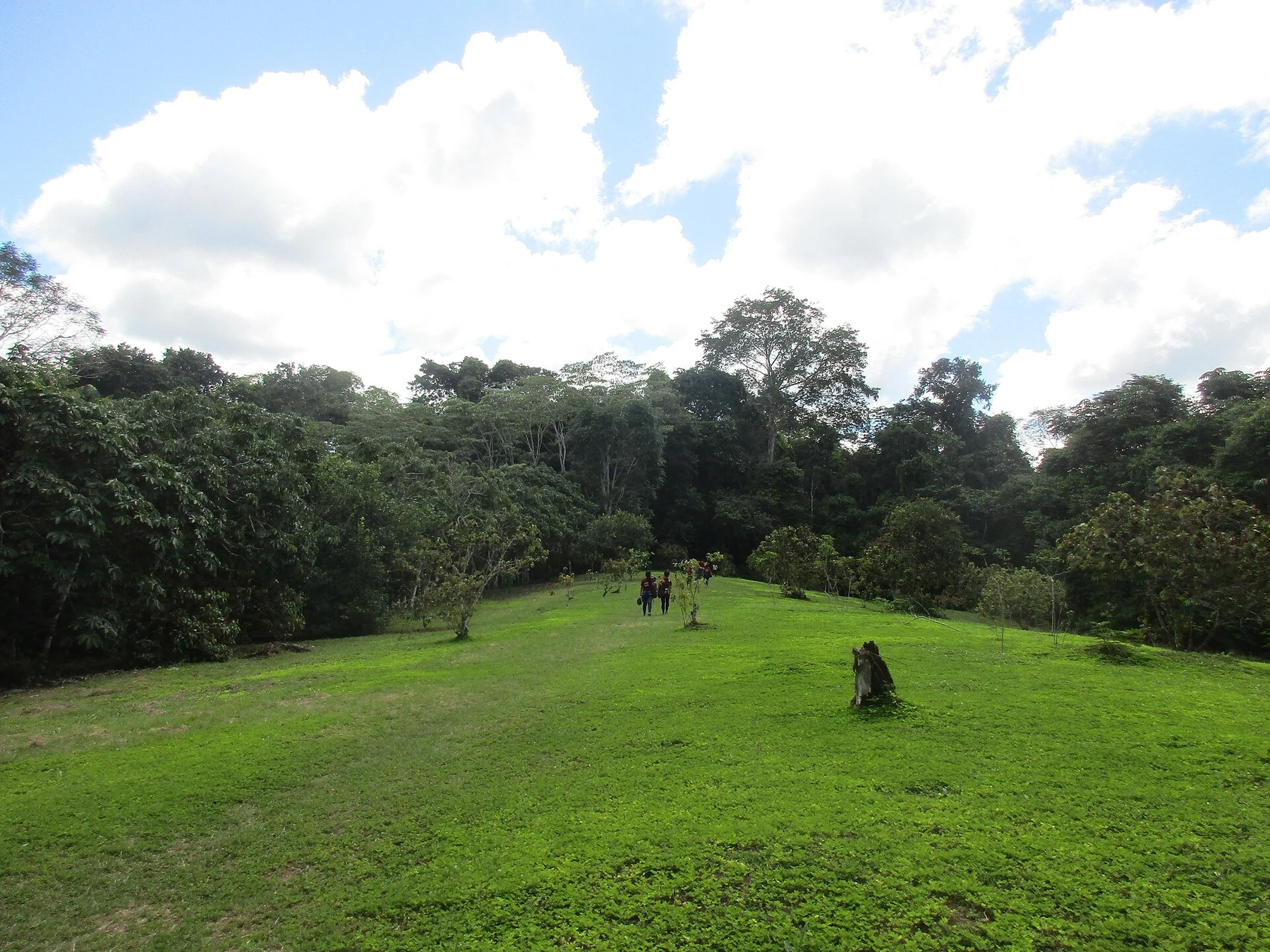 Forest habitat in Allpahuayo-Mishana National Reserve, Peru.