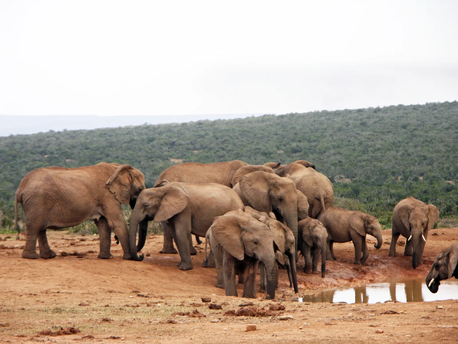 Elephants gathered at a waterhole in Addo Elephant National Park.