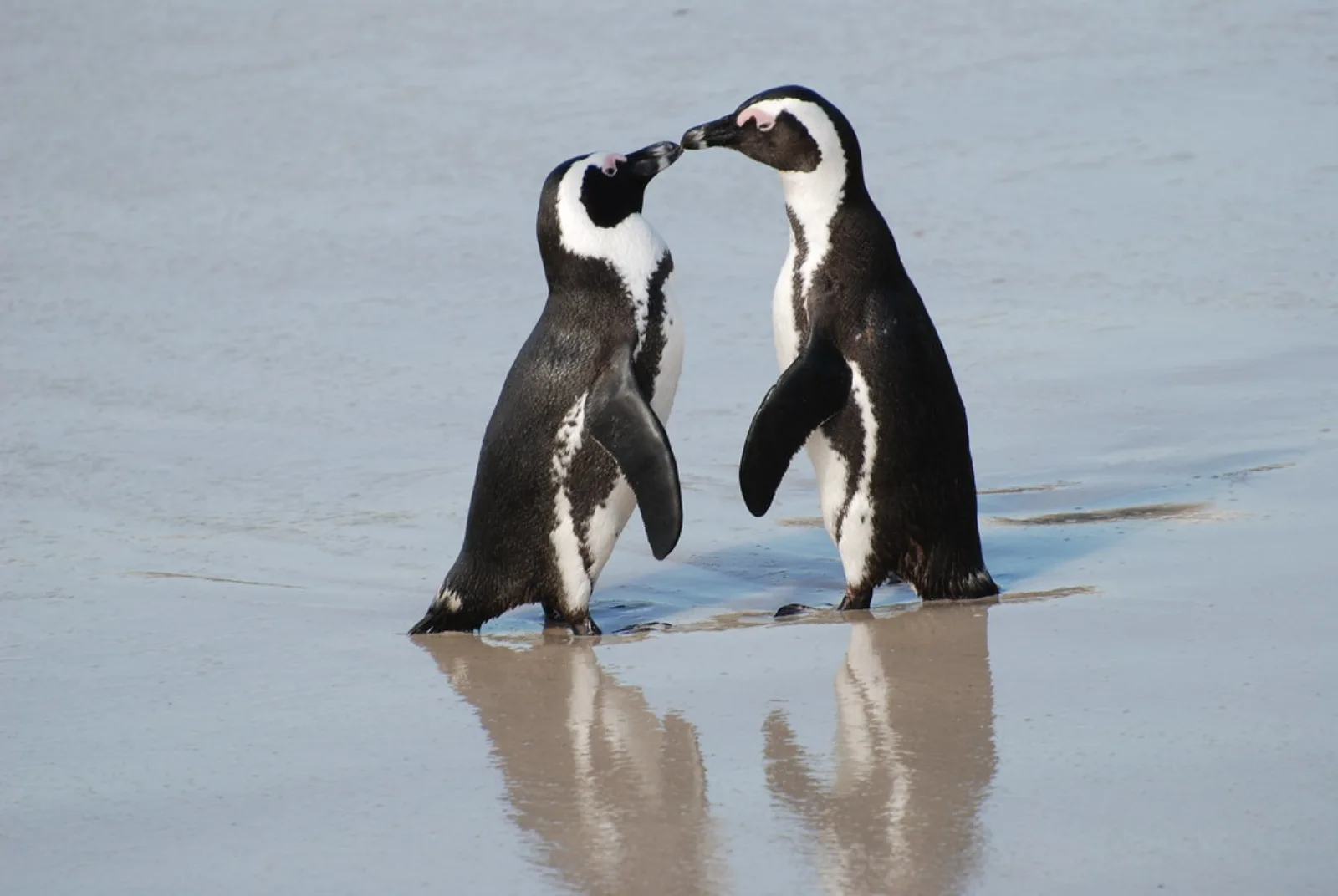 African penguins stand on the shore at Boulders Beach.